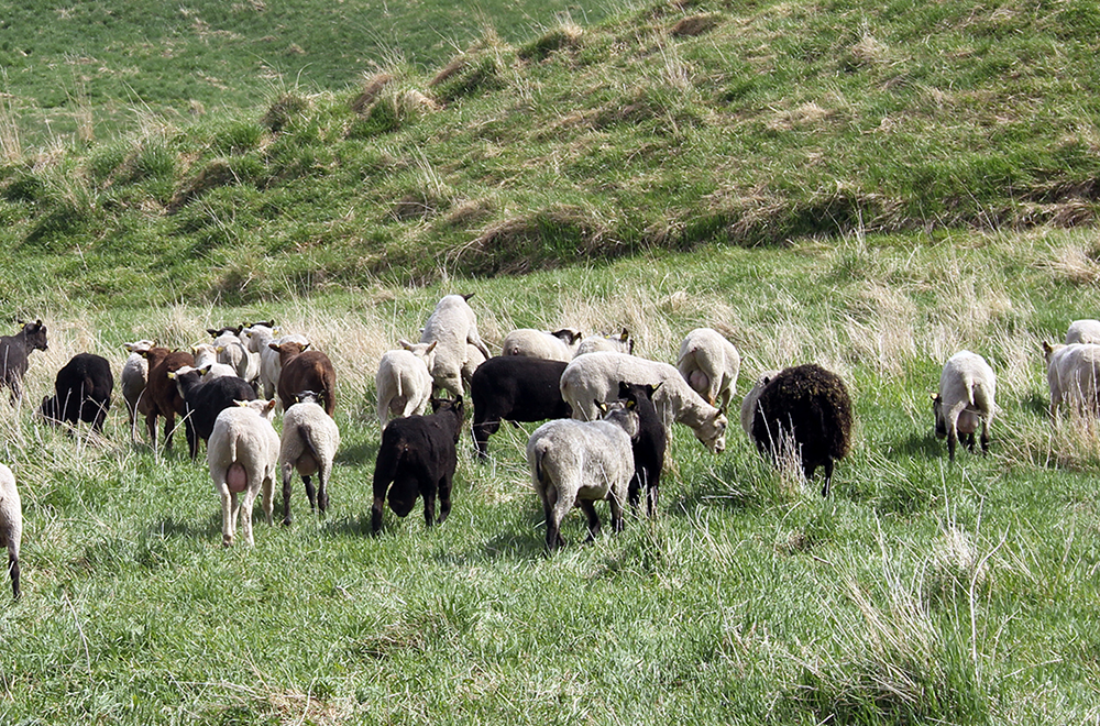 Lampaat luonnonlaitumella.